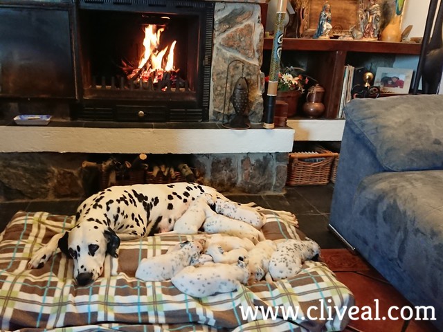 cachorros dalmatas junto a chimenea