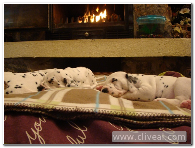 cachorros dalmatas junto a la chimenea