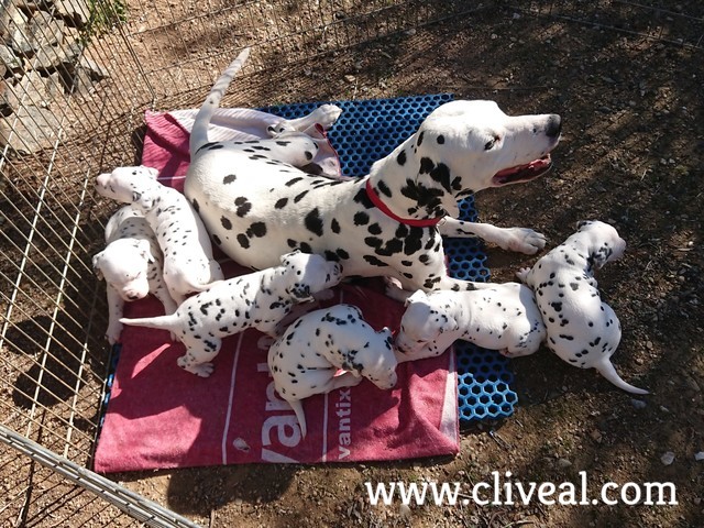 cachorros dalmatas nacidos en 2018