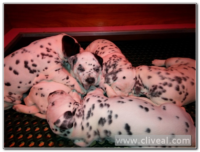 cachorros dálmatas pequeños