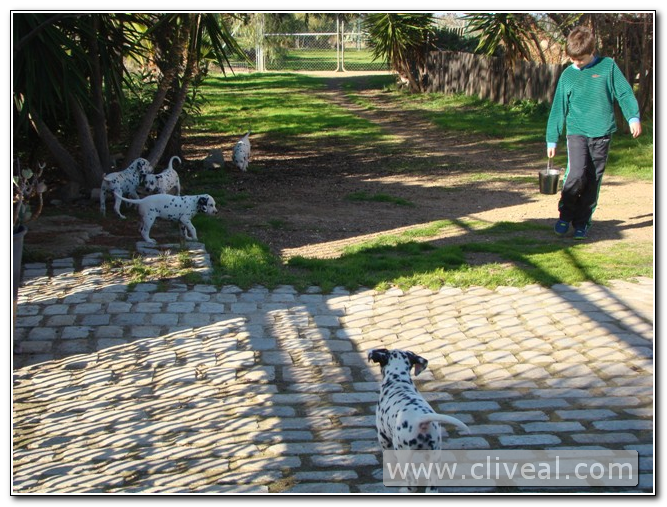 cachorros dalmatas por el jardin