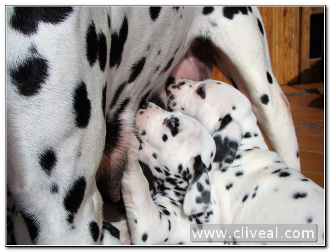 cachorros de 40 dias mamando