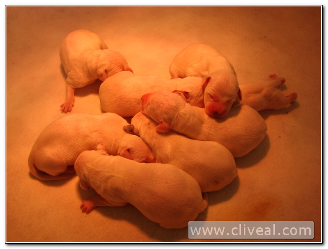 cachorros dálmata con un día de vida