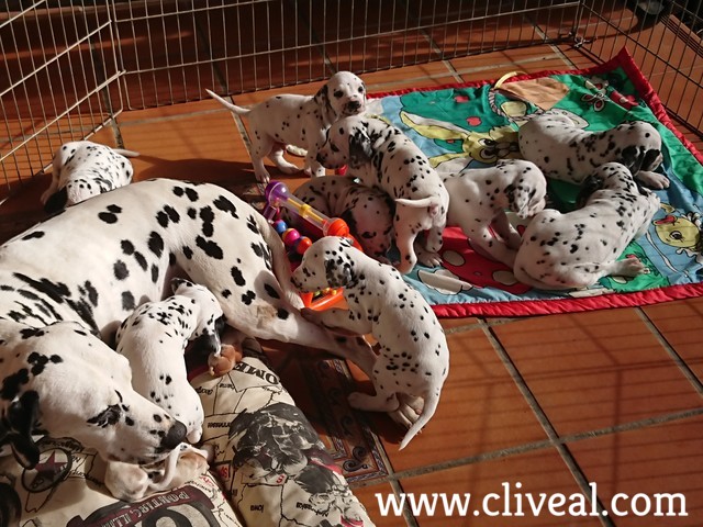 cachorros de dalmata jugando