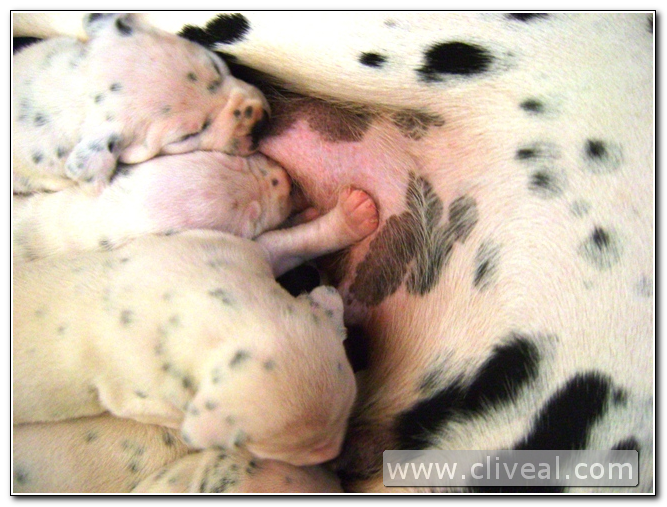 cachorros de dalmata mamando