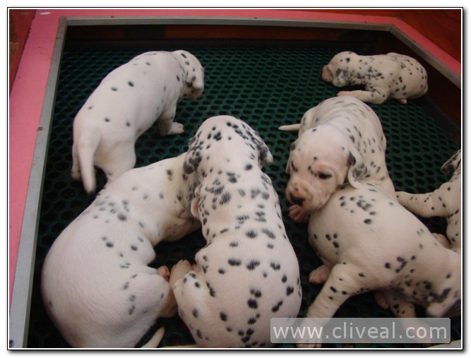 cachorros de dálmatas del criadero Cliveal