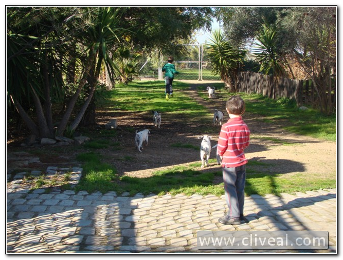 cachorros de dalmatas en cliveal