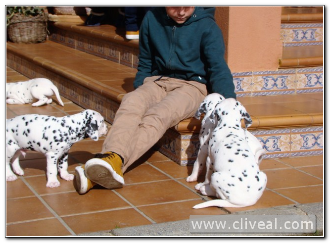 cachorros de dalmata junto a niño