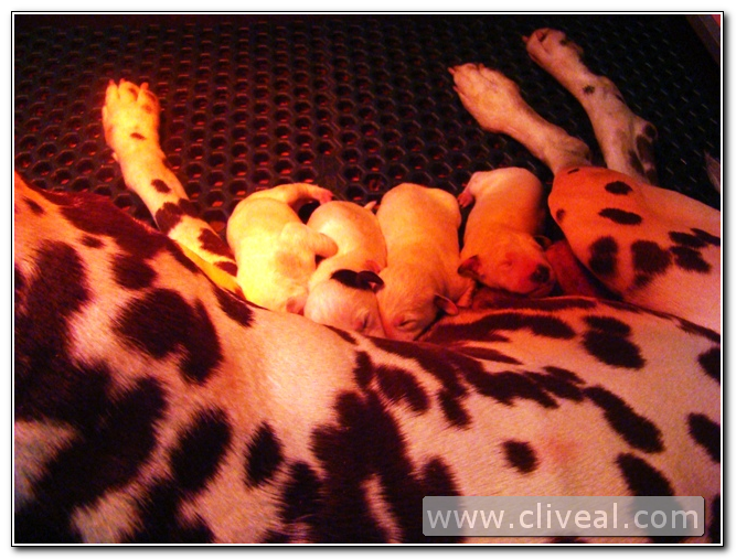 cachorros de dálmatas recien nacidos