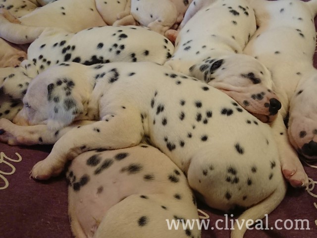 cachorros durmiendo