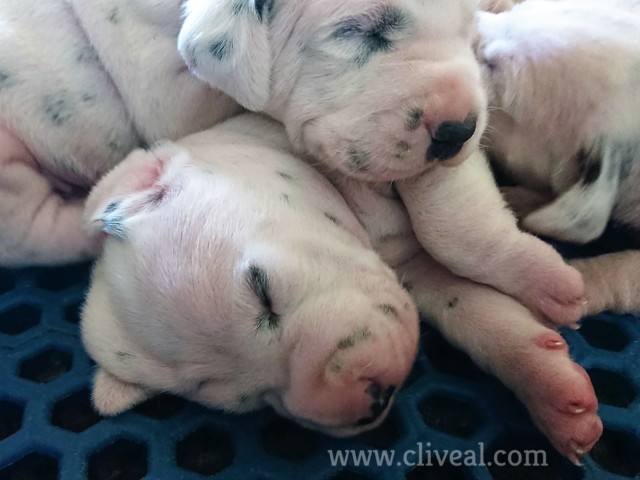 cachorros durmiendo