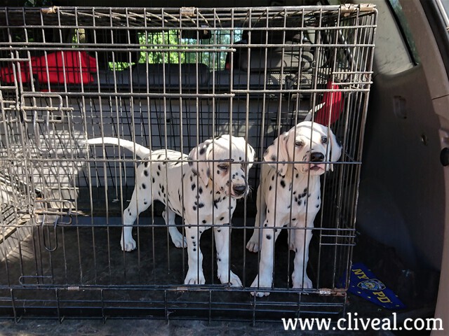 cachorros en la jaula