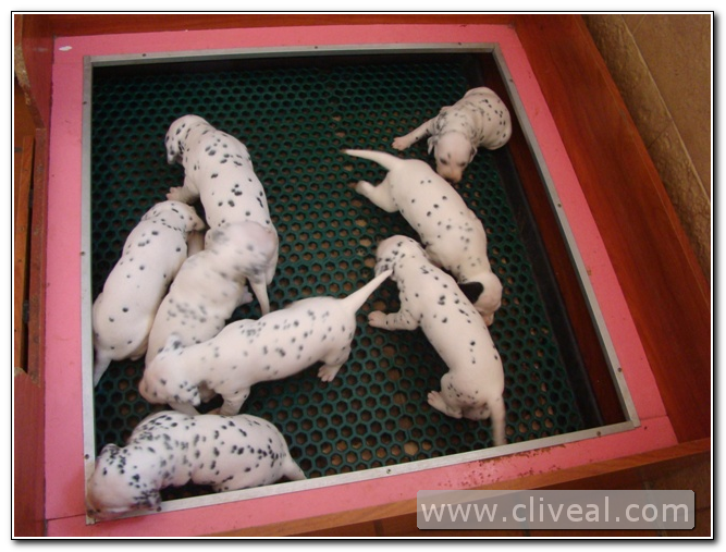 cachorros en la paridera