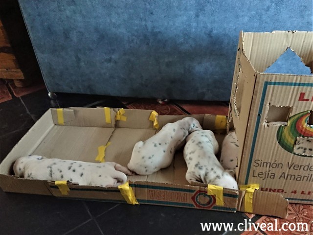 cachorros en parque de carton