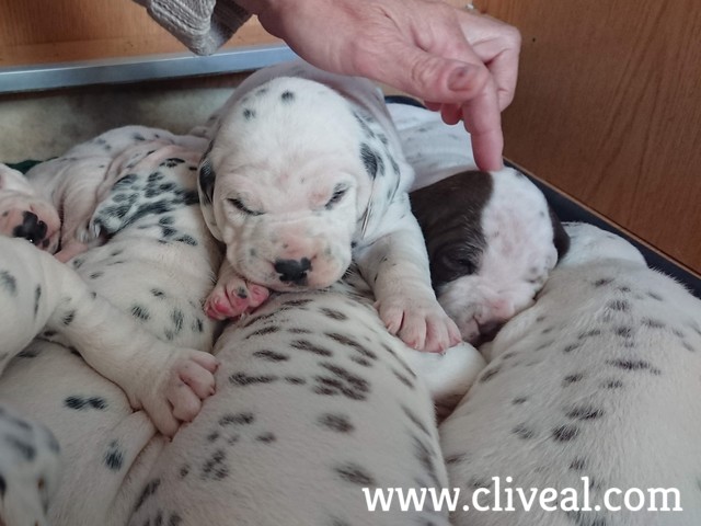cachorros etapa transición