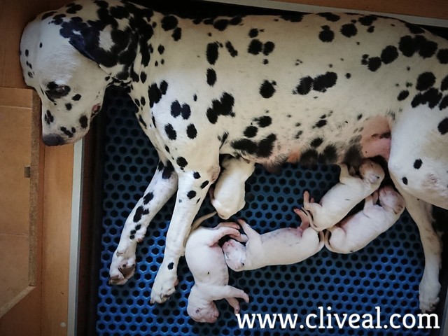 cachorros neonatos con su madre