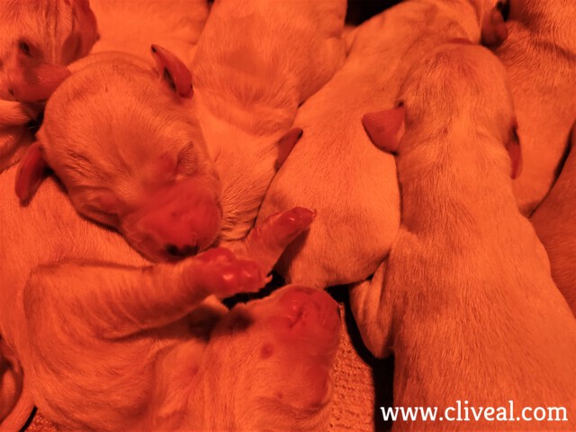 cachorros recien nacidos