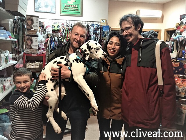 cadell dalmata barcelona