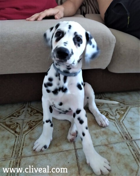 cadell dalmata barcelona