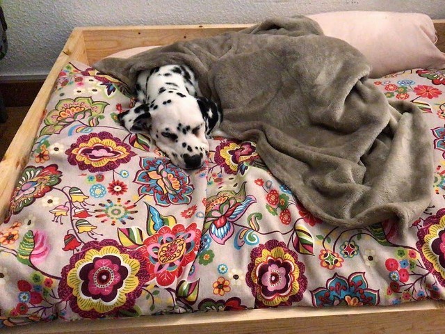 cadell dalmata barcelona