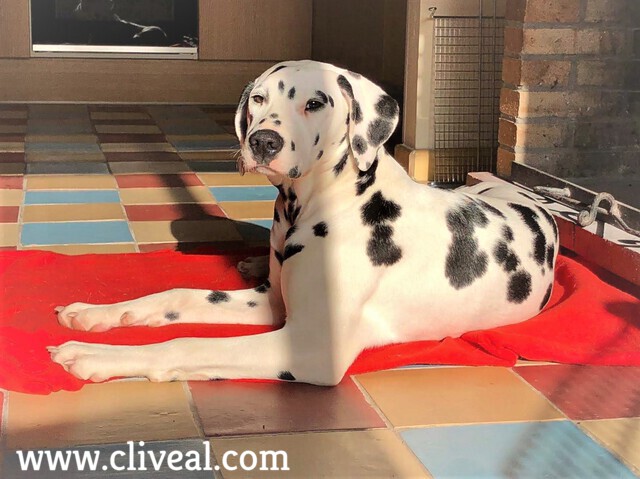 cadell dalmata catalunya