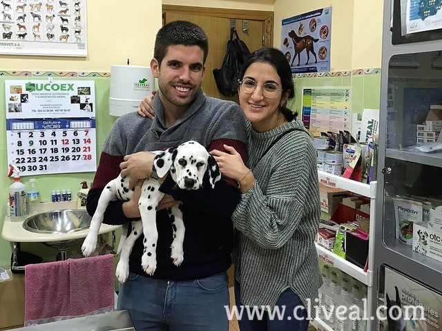 cadell dalmata catalunya