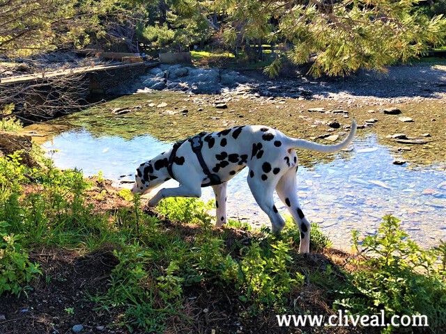 cadell dalmata costa brava