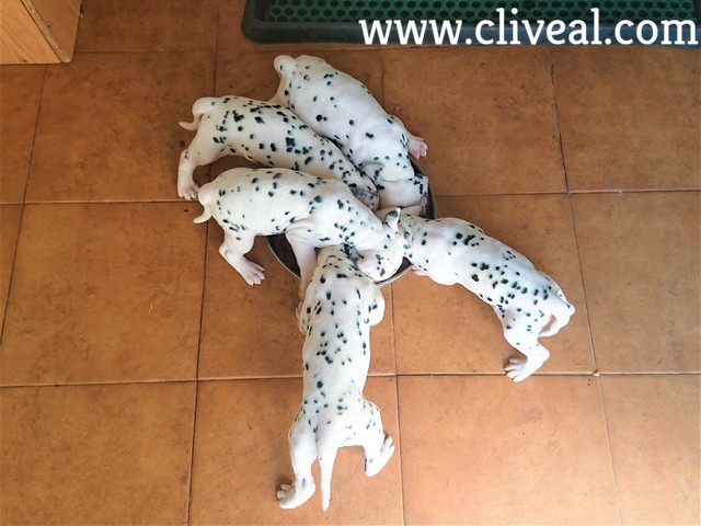 camada cachorros comiendo