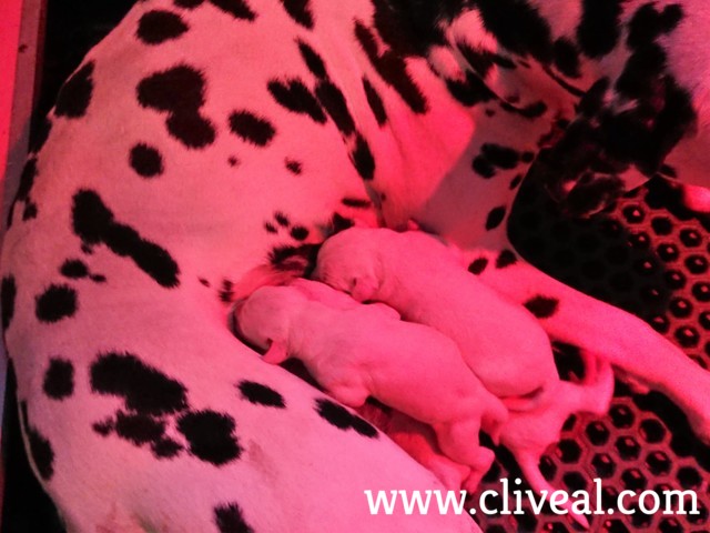 camada cliveal recien nacida