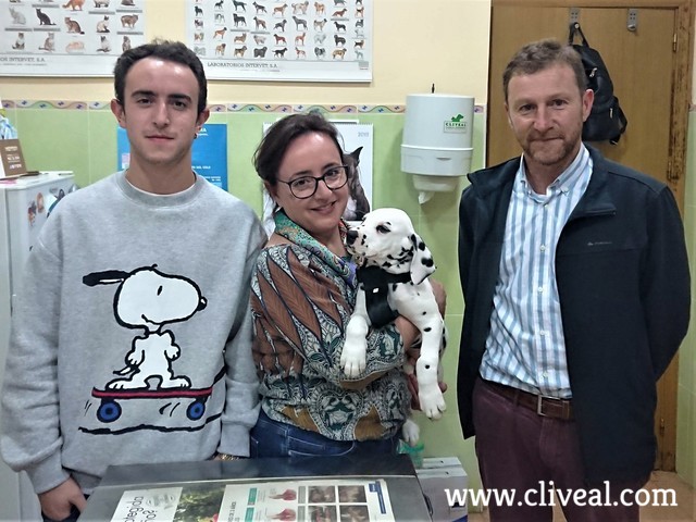 camada dalmata avila