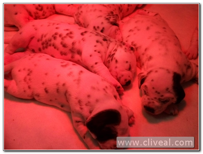 camada dálmata de 15 días