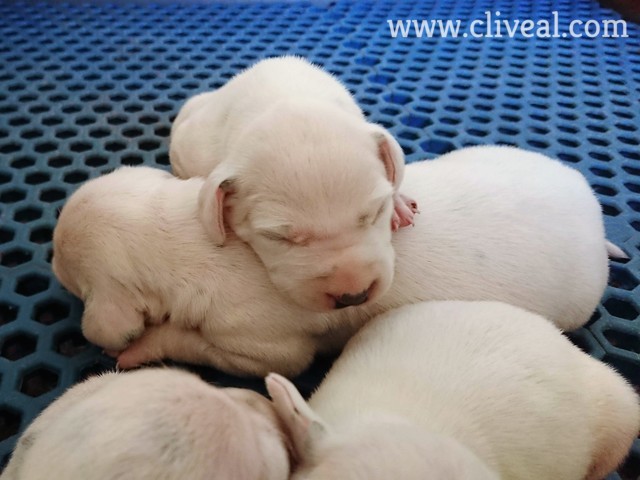 camada dalmata en 2018