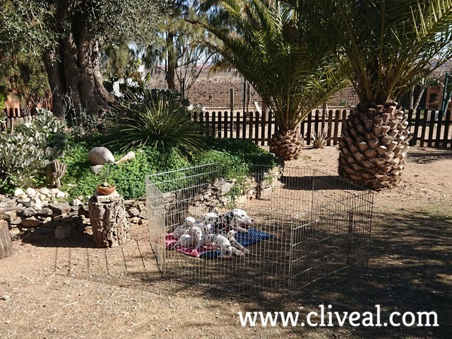 camada dalmata en parque exterior