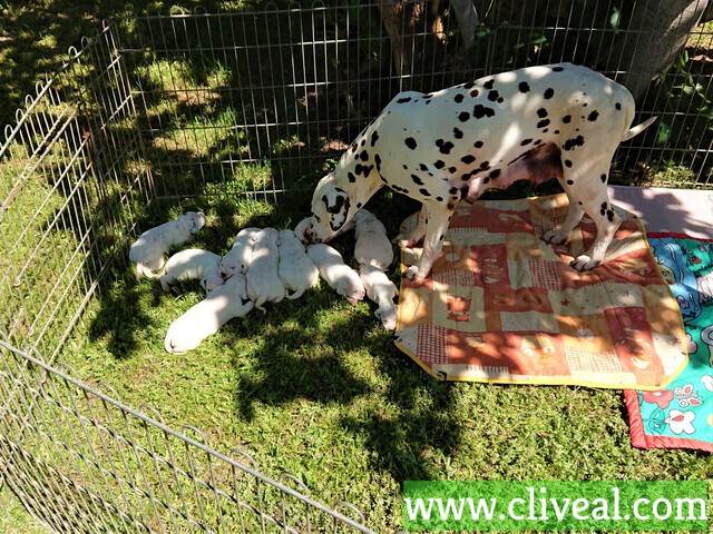 camada dalmata guadalajara