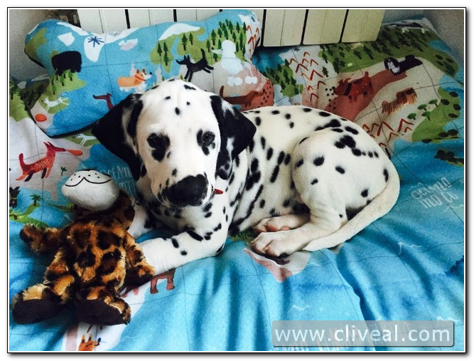 camada dálmata madrid 1