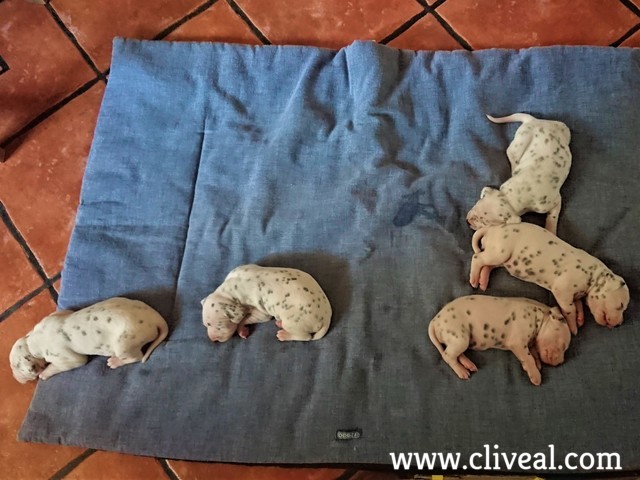 camada dalmata madrid