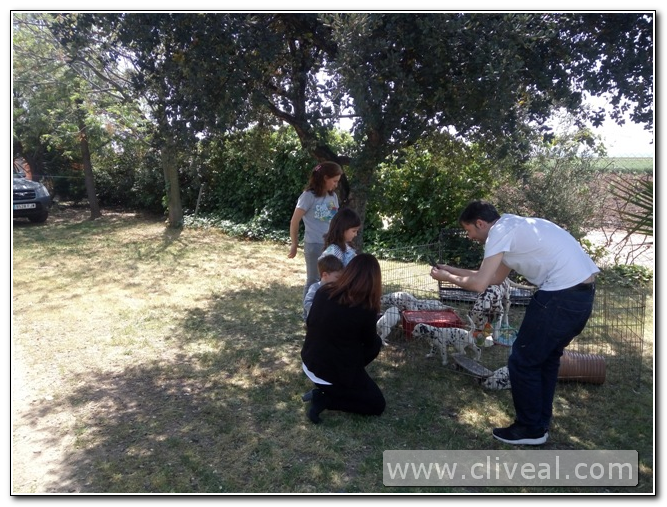 camada dálmata madrid