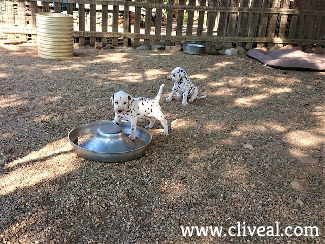 camada dalmata malaga