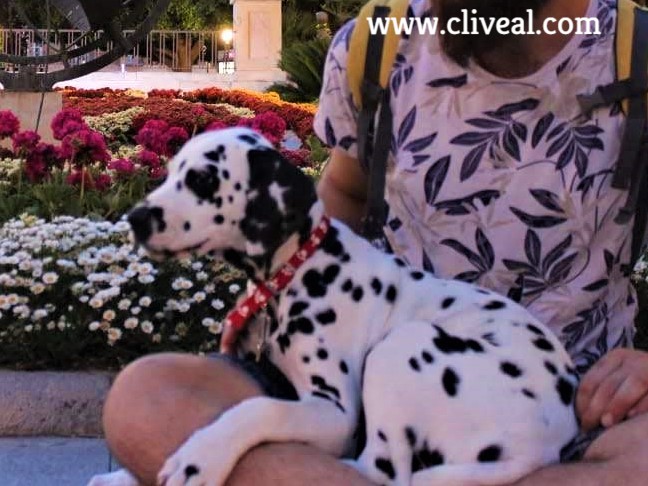 camada dalmata murcia