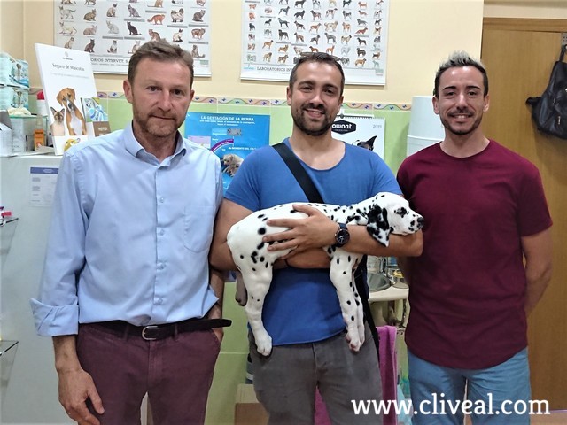 camada dalmata valencia