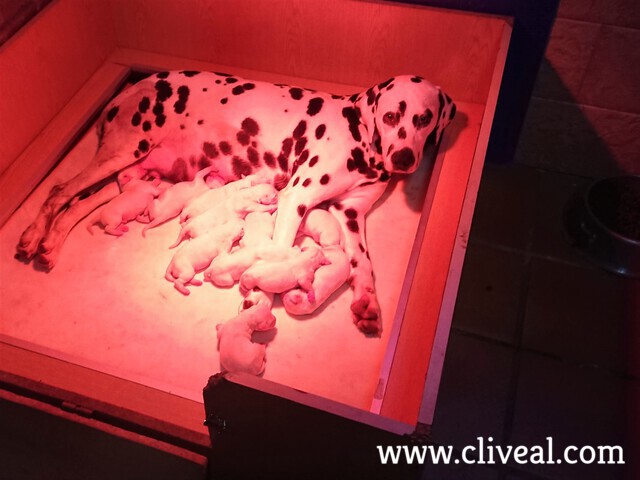 camada dalmatas con horas de vida