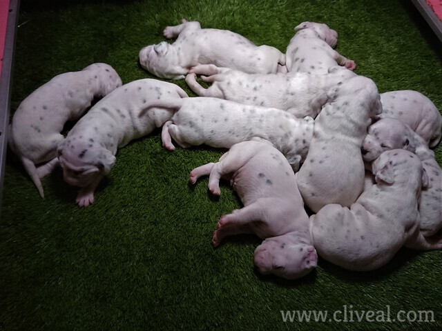 camada dalmatas de 10 días