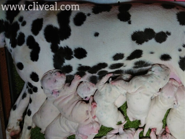 camada dalmatas de 8 días