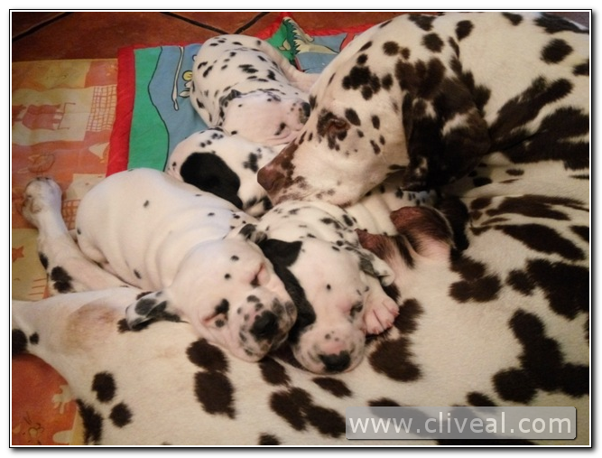 camada dálmatas junto a su madre
