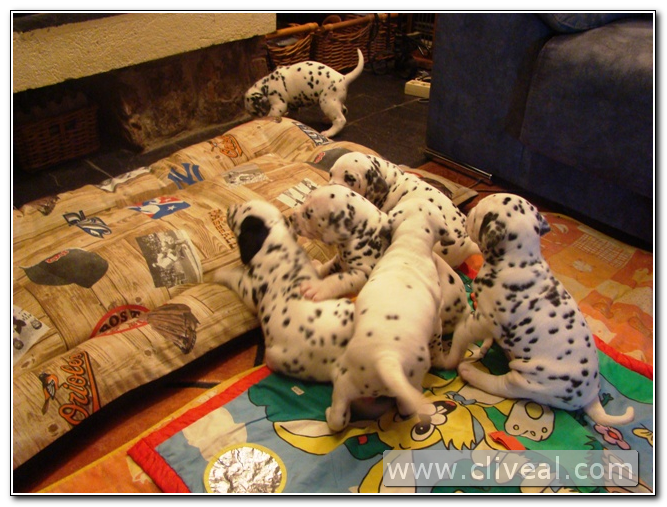 camada-de-cachorritos-dalmatas