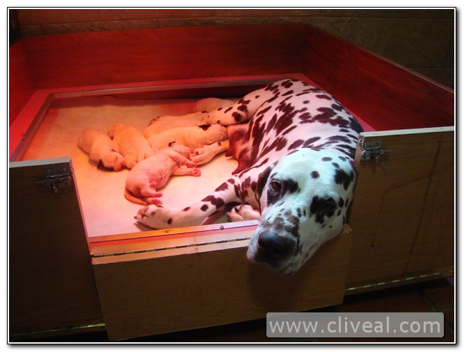 camada de cachorros dalmata