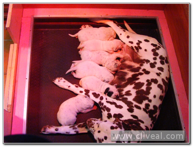camada de cachorros dalmatas de una semana