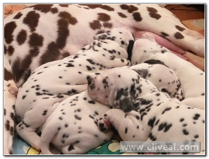 camada-de-cachorros-dalmata-durmiendo