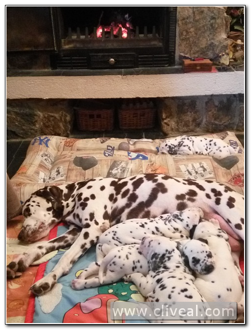 camada de cachorros dálmatas junto a su madre