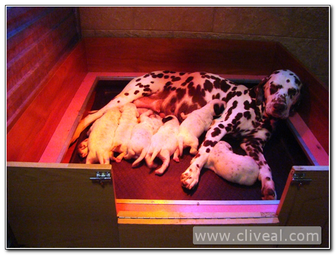 camada de cachorros dalmatas con su madre